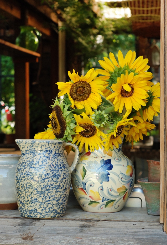 Grow sunflowers for cut flowers