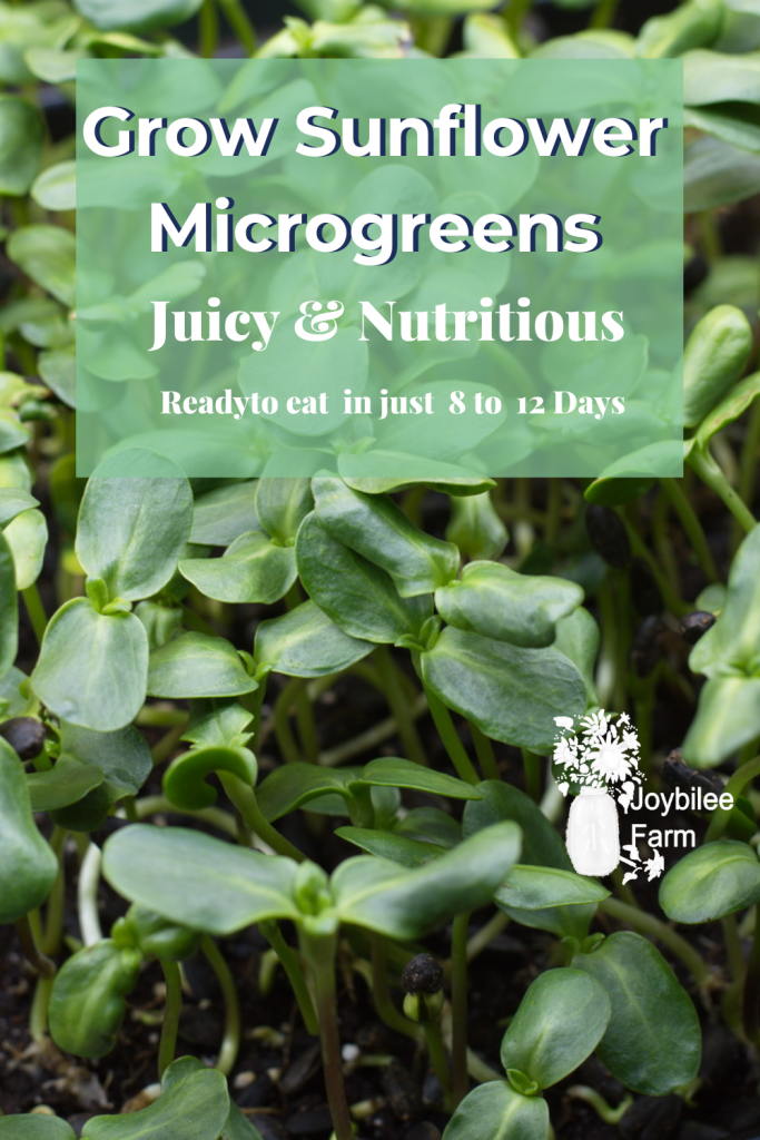 Sunflower microgreens