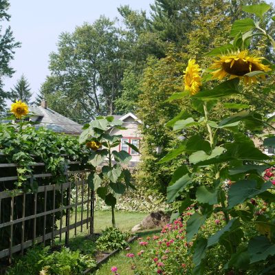 How to Grow Giant Sunflowers For Competition and Beauty