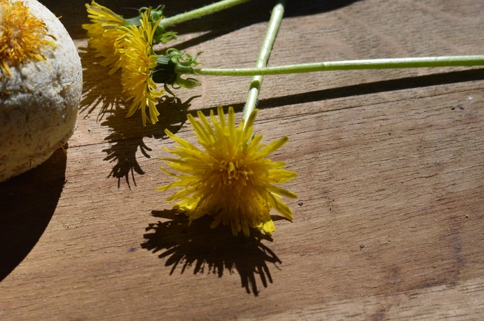 dandelion bath bomb by fresh dandelion blossoms