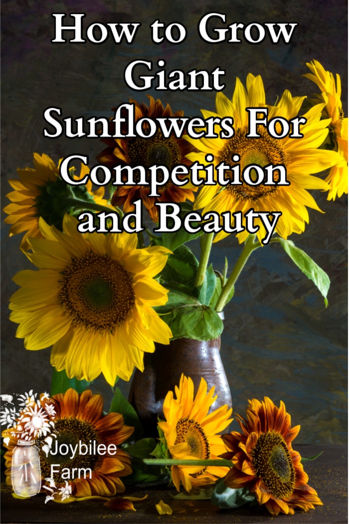 sunflowers in a vase
