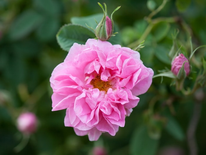 Damascena Rose