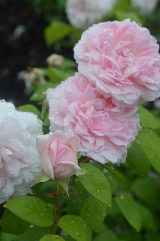 cabbage roses