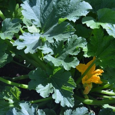 7 Organic Gardening Tips to Maximize Your Garden Yields Now