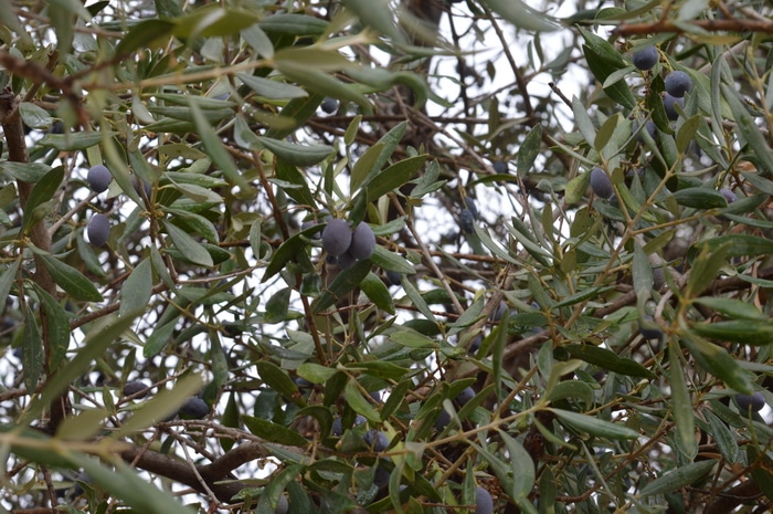 Olive trees