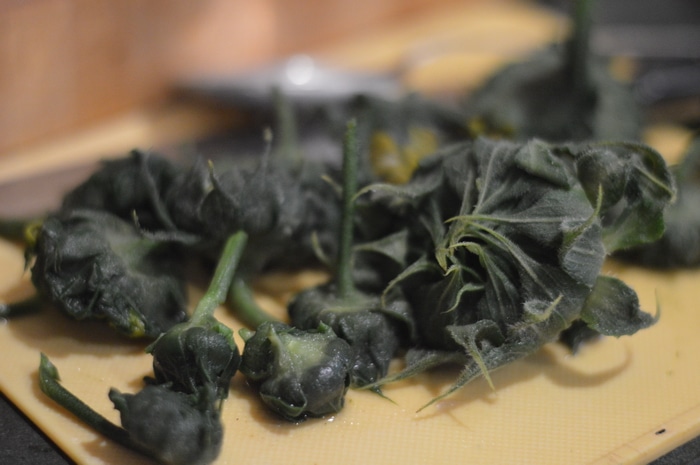 Blanched sunflower buds