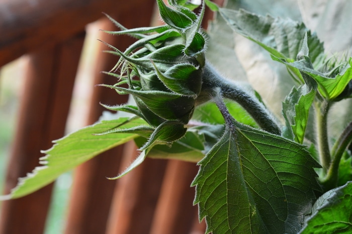Sunflower bud