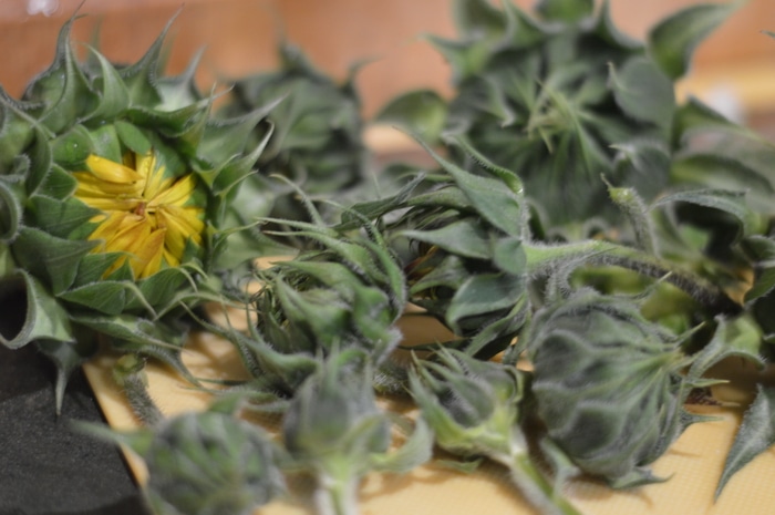 Harvested sunflower buds