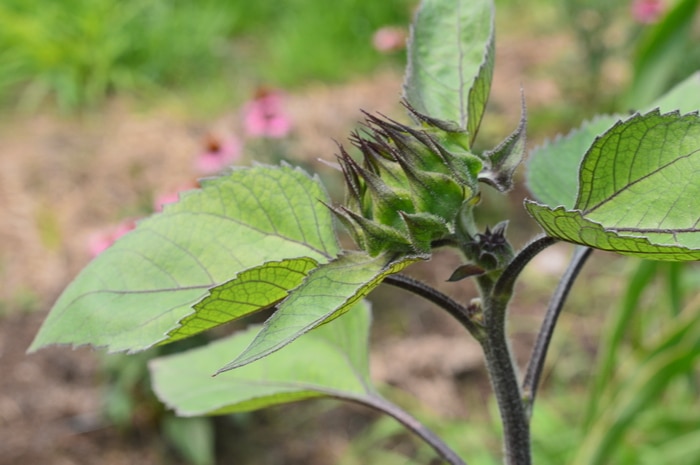 Sunflower bud