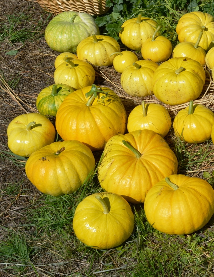 yellow pumpkins
