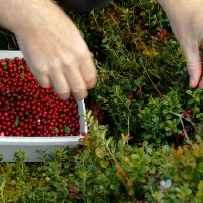 42 Healthy Things You Can Make with Wild Berries and Small Fruit Besides Jam or Jelly