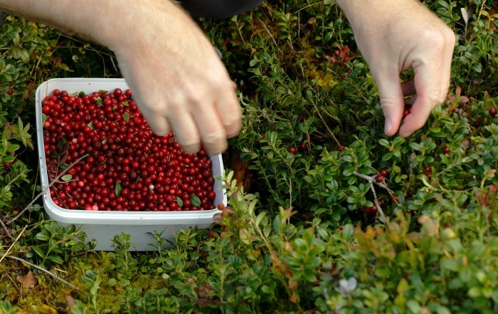 wild berries -- lingon berries