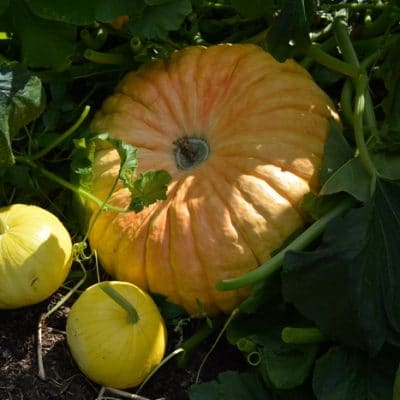 21 Tips for Zone 3 Gardening Success for a Harvest You Can Count On