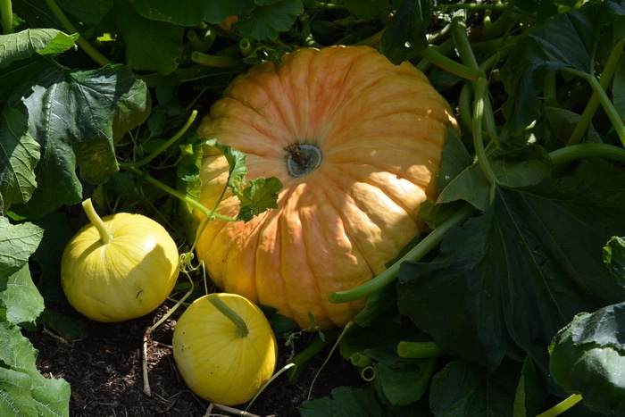 frost on the pumpkin