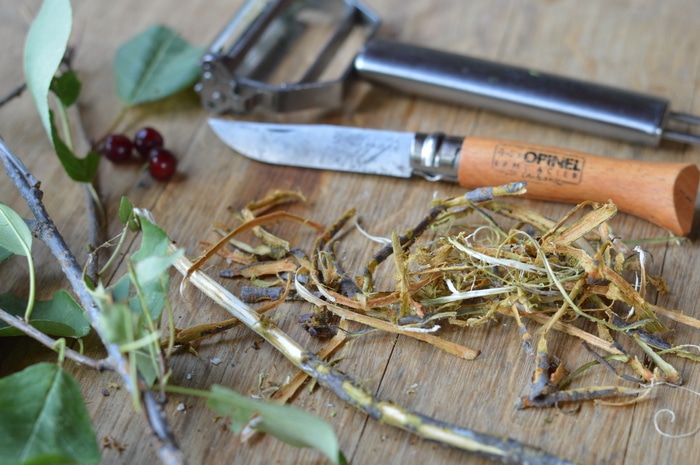 Black cherry bark medicinal herbs forage