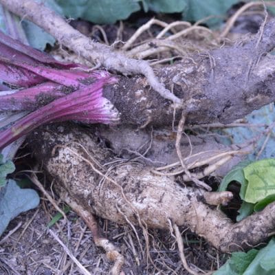 10 Medicinal Herbs You Can Forage in the Fall Even If You Don’t Have a Garden