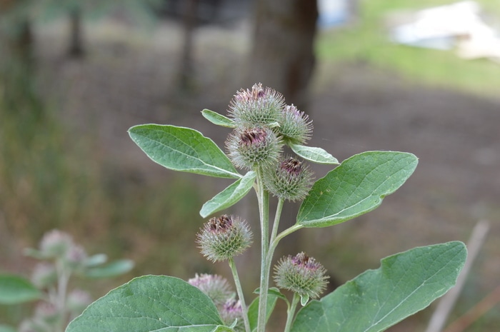 Burdock flowers