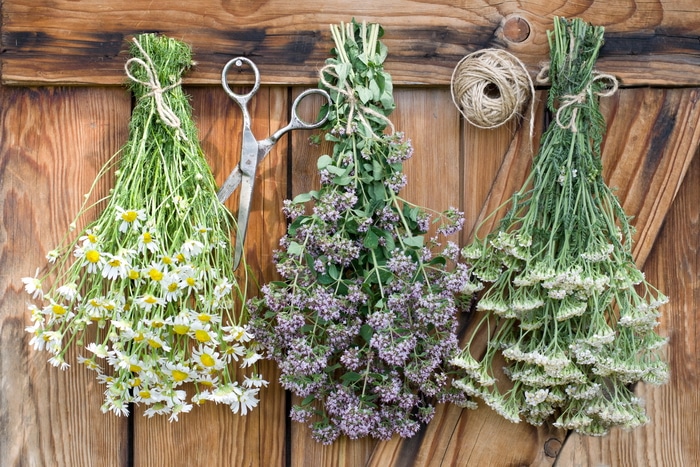 drying herbs