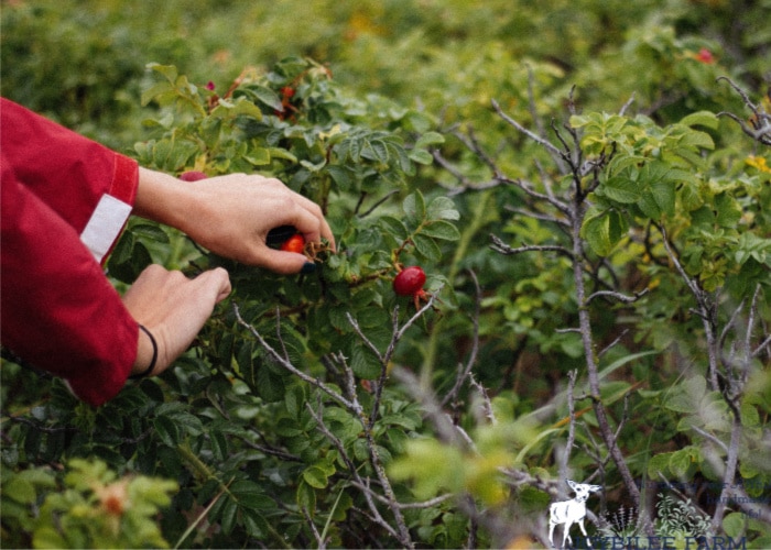 A homestead has many resources that nature makes available to you; from birds to foraged materials. Use your homestead abundance to craft a welcoming home and property.