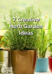 Herbs growing in different pots
