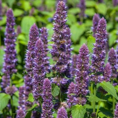 Grow Anise Hyssop for Showy Borders that Draw Native Bees Like a Magnet