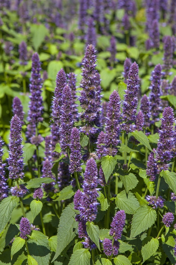 anise hyssop