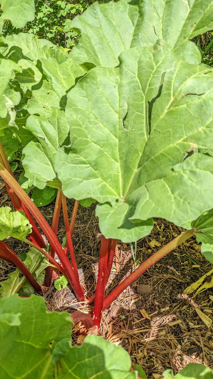 Canada Red Rhubarb
