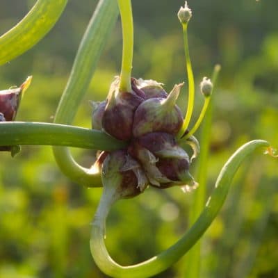 How to Grow Scallions, Chives and Egyptian Walking Onions for a Perpetual Harvest