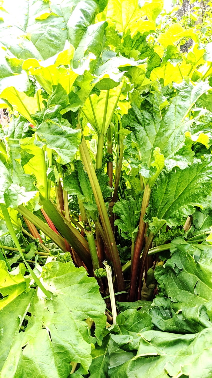 German Wine Rhubarb plant