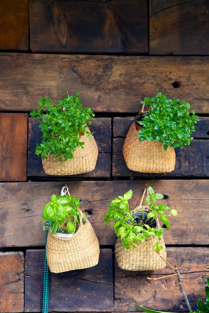 Herbs in baskets on a wall