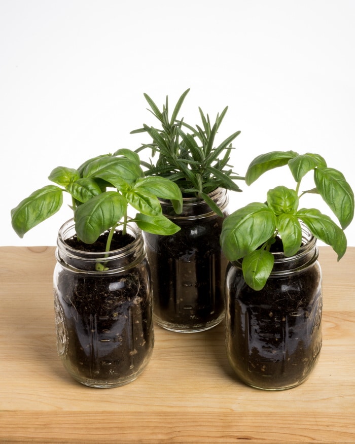 Herbs in mason jars