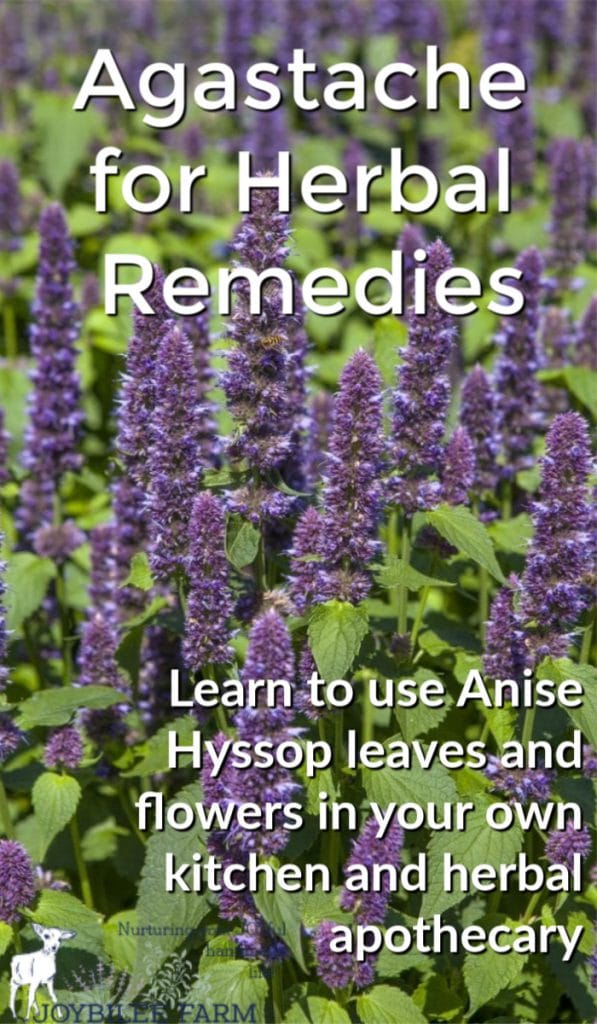 agastache plant