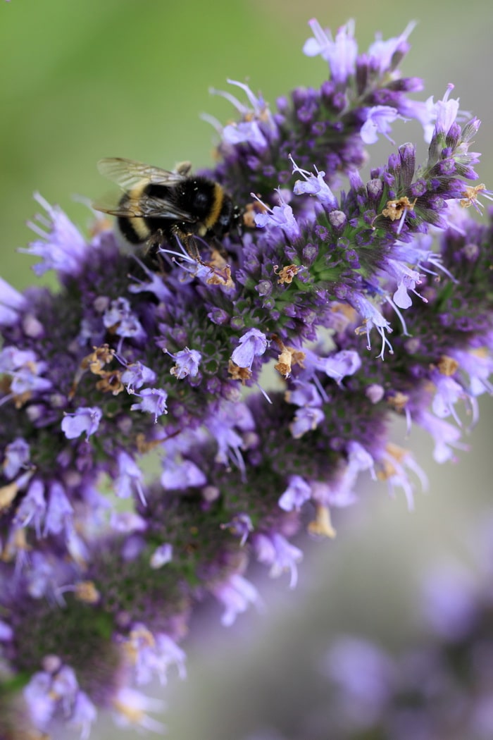 anise hyssop