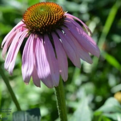 10 Medicinal Herbs to Grow From Seed