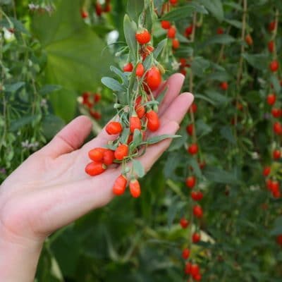 Planning Your Herbal Tea Garden for Increased Potency and Better Flavor Even if You Live in Zone 3