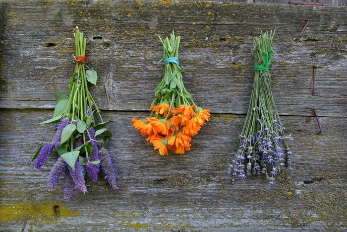 herbs hanging to dry