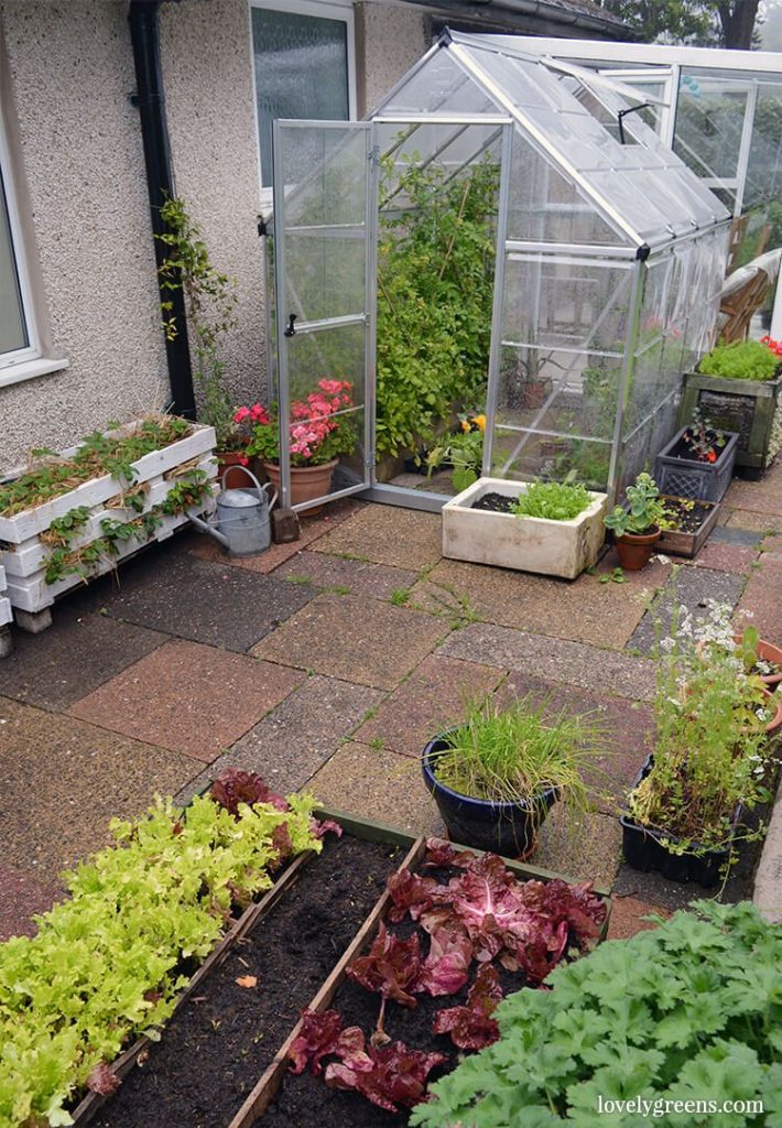 Greenhouse herbs