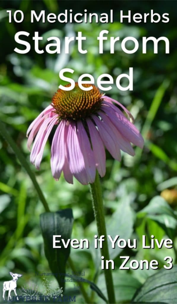 An Echinacea flower