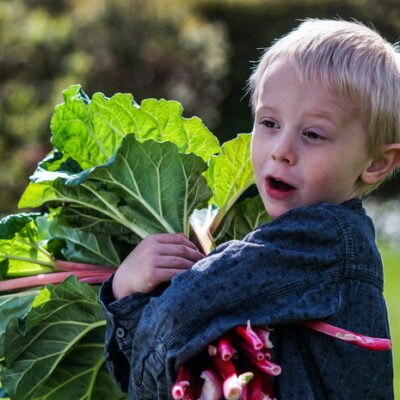 How to Grow Rhubarb for a Perpetual Harvest That Lasts for Decades