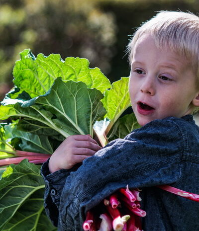 Boy with rhubarb harvest
