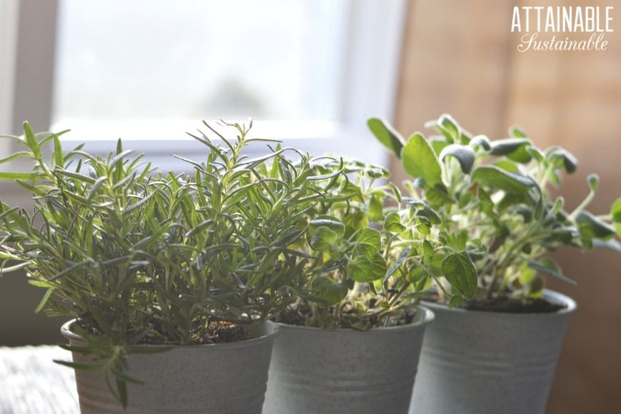 Herbs in tin buckets