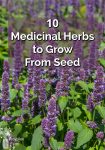 Anise Hyssop flower