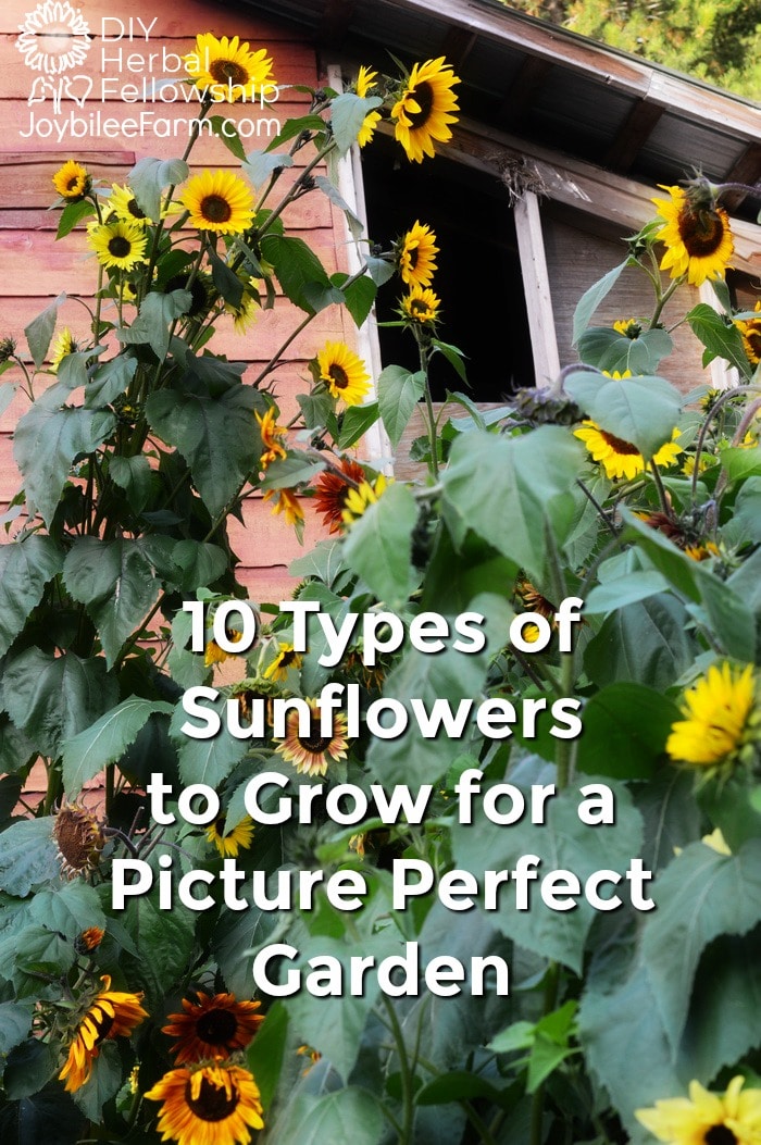 10 types of sunflowers for a picture perfect garden