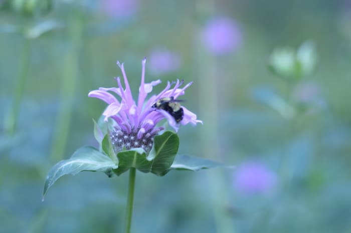 beebalm with bumblebee
