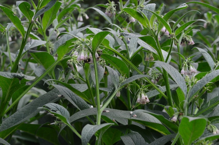 comfrey plant in the garden