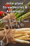 Green and white asparagus plus strawberries