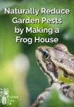 A frog in grass