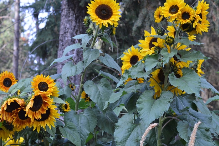 Branching sunflowers