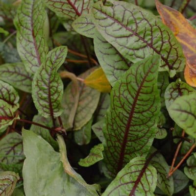 6 Perennial Vegetables to Grow in Zone 3 For the Earliest Spring Greens