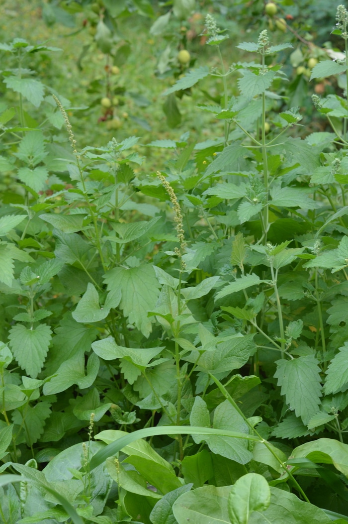 Catnip plant